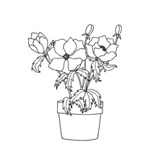 Hellebore flowers or Christmas rose in a pot. eps10 vector stock illustration. hand drawing. out line