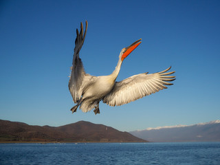 Dalmatian pelican, Pelecanus crispus