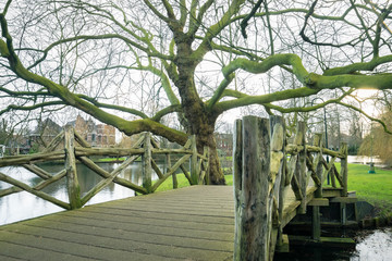 Scenic view of wooden bridge and old plane tree in a park in Gouda, Holland