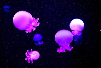 The cannonball jellyfish (Stomolophus meleagris), also known as the cabbagehead jellyfish . Its...