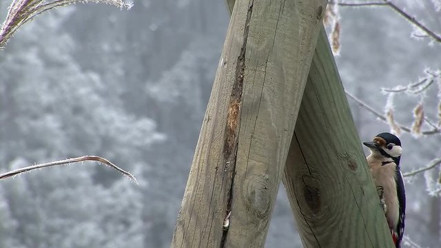 Buntspecht an einem Holzpfahl (Originalton)