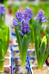 The buds of blue hyacinth, vertical. Fresh natural blue hyacinth flower in a pot in a greenhouse, opening a flower beginning flowering