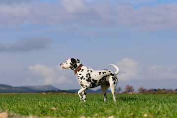 dalmatian dog posing and playing in the field