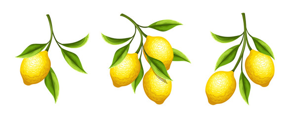 Vector set of lemon branches with fruit and leaves isolated on a white background.
