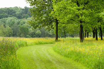 Green grass path in the park with big trees and yellow wildflowers. Beautiful landscape in sprig day. Selective focus.