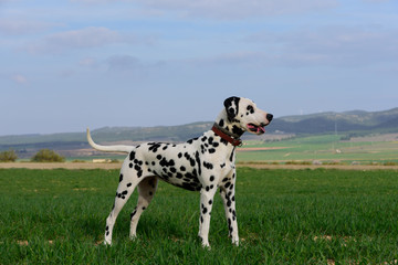 dalmatian dog posing and playing in the field