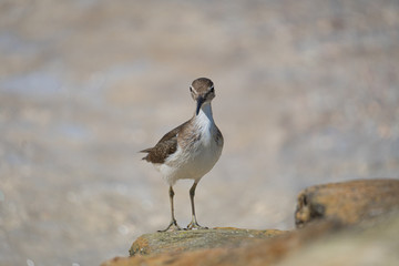 portrait of a sandpiper