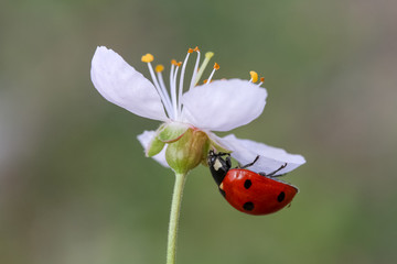 ladybug on a flower