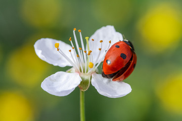 ladybug on a flower