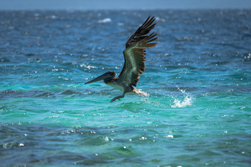 pelican in mid flight