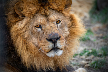 The lion (Panthera leo) is a species in the family Felidae