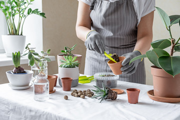 Woman hand transplanting succulent in ceramic pot on the table. Concept of indoor garden home.