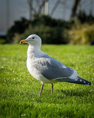Seagull taking a stroll on a park