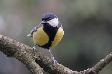 Kohlmeise, Parus major, mit Blick in die Kamera