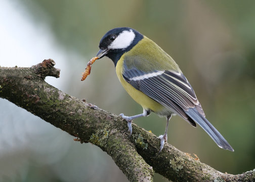 Fototapeta Kohlmeise, Parus major, als Insektenfresser mit einem Insekt im Schnabel