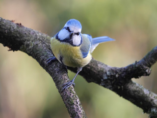 Blaumeise, Cyanistes caeruleus, mit Blick direkt in die Kamera