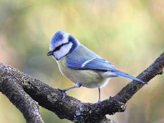Blaumeise, Cyanistes caeruleus, mit aufgerichteten Federn am Kopf
