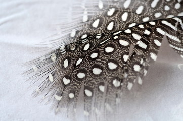 Feder eines Perlhuhns