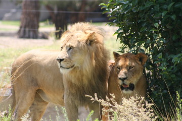 couple of lions wild life animals in jungle zoo