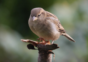 Haussperling, Passer domesticus, Weibchen im Sonnenlicht auf der Spitze von einem Ast