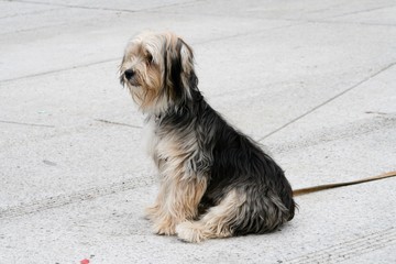 Black and cream breed dog sitting on a granite floor paying attention to some distant event