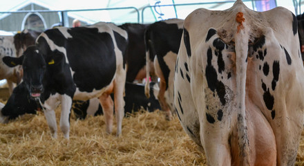 cows at the fair