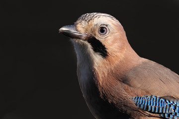 Eichelhäher, Garrulus glandarius, Portrait vor schwarzem Hintergrund