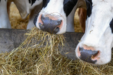 cow with hay