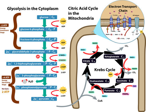 Cellular respiration glycolysis, citric acid, kerbs cycle
