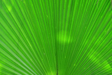 Obraz premium Close up green color skin of a tropical palm leave with day light for background texture