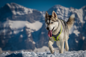 siberian husky in snow