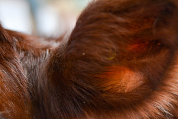 cow ear