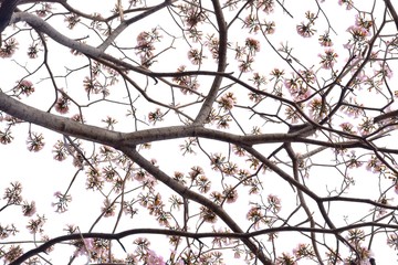 A sweet Tabebuia flower blossom on a tall tree with branches ,white sky background