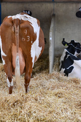 cows in stall