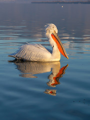 Dalmatian pelican, Pelecanus crispus