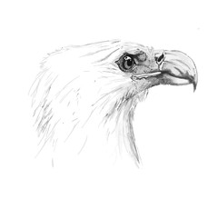 graphic drawing portrait of a bald eagle in profile