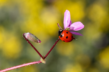 ladybug on flower