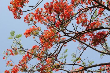 Royal Poinciana or Flamboyant (Delonix regia), photographed in Lumpini Park