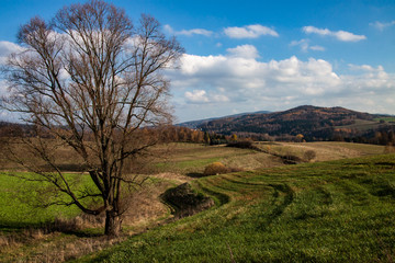 autumn - tree in field