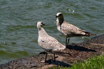 Two white and brown gulls standing on the grass by the lake looking at each other, as if they were talking