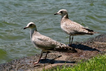 Two white and brown gulls standing on the grass by the lake looking to the side, as if they are noticing something