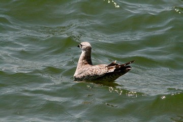 White and brown seagull swimming in the lake during a sunny day