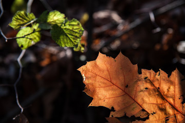 autumn leaves