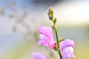 Obraz premium Dragon's mouth, rabbits, mouth-opener or zapatico of the baby Jesus (Antirrhinum majus), pink flowers of Mediterranean climate that announce spring