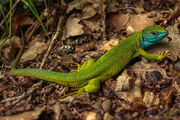 European green lizard (Lacerta viridis), male. Location: Czech Republic, National park Podyji