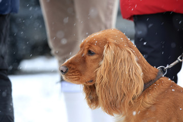 Brown dog spaniel close-up in winter in snowfall