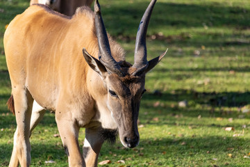 Éland du cap, animaux d'Afrique, au Zoo de Granby, Québec Canada