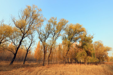 Trees in autumn