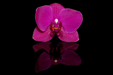 Orchid flower on black background