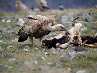 Griffon vulture, Gyps fulvus